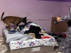 Operação da Polícia Militar: Núcleo de Inteligência e Canil fecham dois pontos de tráfico de drogas em Cacoal